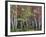 Forest, Trees, Birch, Maple, Autumn Foliage-Thonig-Framed Photographic Print