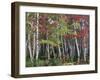 Forest, Trees, Birch, Maple, Autumn Foliage-Thonig-Framed Photographic Print