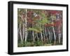 Forest, Trees, Birch, Maple, Autumn Foliage-Thonig-Framed Photographic Print