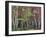 Forest, Trees, Birch, Maple, Autumn Foliage-Thonig-Framed Photographic Print