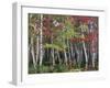 Forest, Trees, Birch, Maple, Autumn Foliage-Thonig-Framed Photographic Print