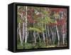 Forest, Trees, Birch, Maple, Autumn Foliage-Thonig-Framed Stretched Canvas