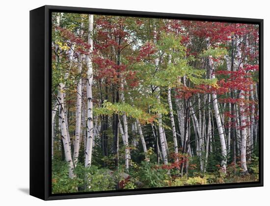 Forest, Trees, Birch, Maple, Autumn Foliage-Thonig-Framed Stretched Canvas