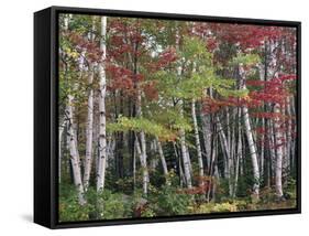 Forest, Trees, Birch, Maple, Autumn Foliage-Thonig-Framed Stretched Canvas