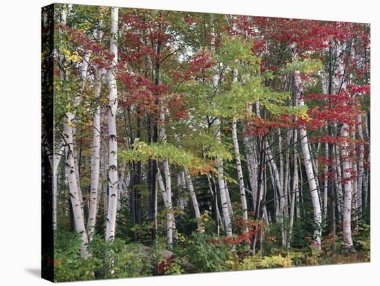 Forest, Trees, Birch, Maple, Autumn Foliage-Thonig-Stretched Canvas