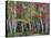 Forest, Trees, Birch, Maple, Autumn Foliage-Thonig-Stretched Canvas