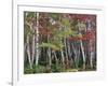 Forest, Trees, Birch, Maple, Autumn Foliage-Thonig-Framed Photographic Print