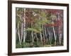 Forest, Trees, Birch, Maple, Autumn Foliage-Thonig-Framed Photographic Print