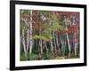 Forest, Trees, Birch, Maple, Autumn Foliage-Thonig-Framed Photographic Print