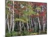 Forest, Trees, Birch, Maple, Autumn Foliage-Thonig-Mounted Photographic Print