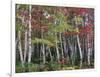Forest, Trees, Birch, Maple, Autumn Foliage-Thonig-Framed Photographic Print