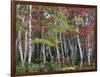 Forest, Trees, Birch, Maple, Autumn Foliage-Thonig-Framed Photographic Print