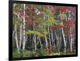 Forest, Trees, Birch, Maple, Autumn Foliage-Thonig-Framed Photographic Print