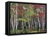 Forest, Trees, Birch, Maple, Autumn Foliage-Thonig-Framed Stretched Canvas