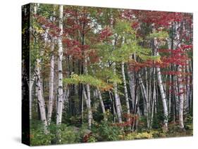 Forest, Trees, Birch, Maple, Autumn Foliage-Thonig-Stretched Canvas