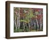 Forest, Trees, Birch, Maple, Autumn Foliage-Thonig-Framed Photographic Print