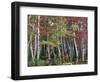 Forest, Trees, Birch, Maple, Autumn Foliage-Thonig-Framed Photographic Print