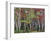 Forest, Trees, Birch, Maple, Autumn Foliage-Thonig-Framed Photographic Print