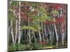 Forest, Trees, Birch, Maple, Autumn Foliage-Thonig-Mounted Photographic Print