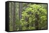 Forest Trees, Columbia River Gorge, Oregon, USA-Jaynes Gallery-Framed Stretched Canvas