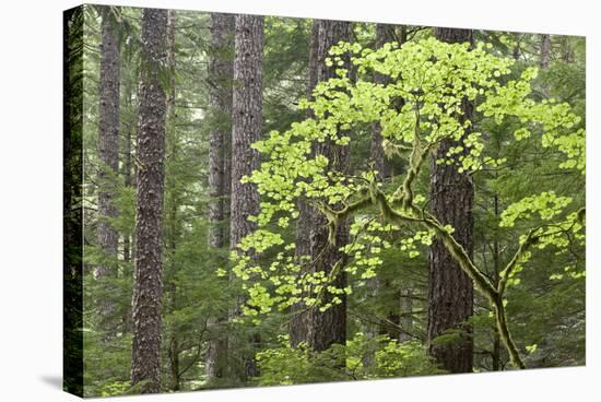 Forest Trees, Columbia River Gorge, Oregon, USA-Jaynes Gallery-Stretched Canvas