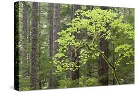 Forest Trees, Columbia River Gorge, Oregon, USA-Jaynes Gallery-Stretched Canvas