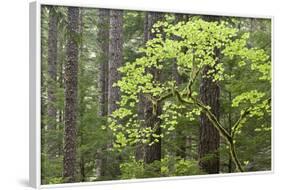 Forest Trees, Columbia River Gorge, Oregon, USA-Jaynes Gallery-Framed Photographic Print