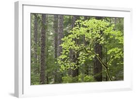 Forest Trees, Columbia River Gorge, Oregon, USA-Jaynes Gallery-Framed Photographic Print