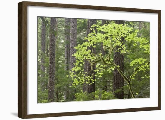 Forest Trees, Columbia River Gorge, Oregon, USA-Jaynes Gallery-Framed Photographic Print