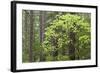 Forest Trees, Columbia River Gorge, Oregon, USA-Jaynes Gallery-Framed Photographic Print