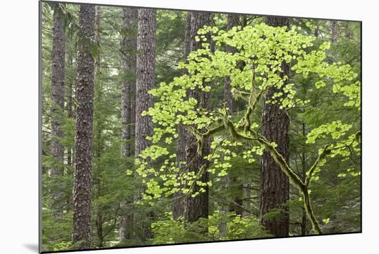 Forest Trees, Columbia River Gorge, Oregon, USA-Jaynes Gallery-Mounted Photographic Print