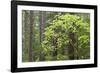 Forest Trees, Columbia River Gorge, Oregon, USA-Jaynes Gallery-Framed Photographic Print