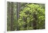 Forest Trees, Columbia River Gorge, Oregon, USA-Jaynes Gallery-Framed Photographic Print