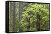 Forest Trees, Columbia River Gorge, Oregon, USA-Jaynes Gallery-Framed Stretched Canvas