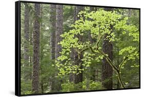 Forest Trees, Columbia River Gorge, Oregon, USA-Jaynes Gallery-Framed Stretched Canvas