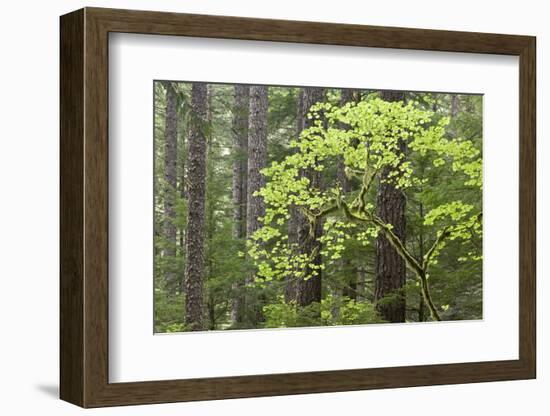 Forest Trees, Columbia River Gorge, Oregon, USA-Jaynes Gallery-Framed Photographic Print