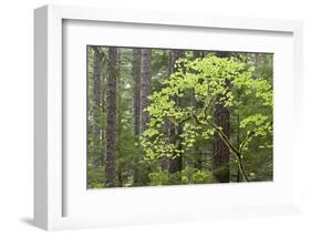 Forest Trees, Columbia River Gorge, Oregon, USA-Jaynes Gallery-Framed Photographic Print