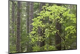 Forest Trees, Columbia River Gorge, Oregon, USA-Jaynes Gallery-Mounted Photographic Print