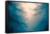 Forest Trees in Fog-Andy Bell-Framed Stretched Canvas