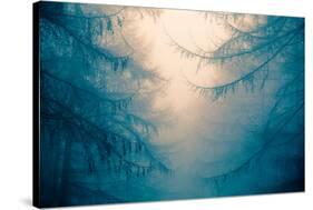 Forest Trees in Fog-Andy Bell-Stretched Canvas