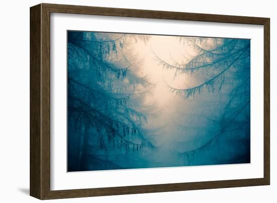 Forest Trees in Fog-Andy Bell-Framed Photographic Print