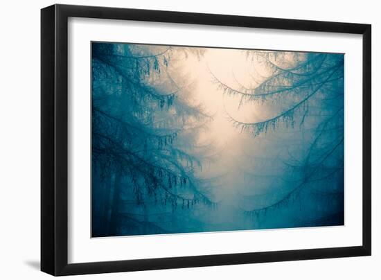 Forest Trees in Fog-Andy Bell-Framed Photographic Print