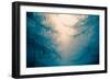 Forest Trees in Fog-Andy Bell-Framed Photographic Print