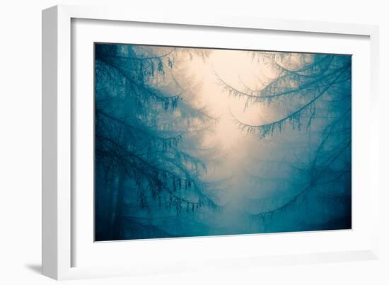 Forest Trees in Fog-Andy Bell-Framed Photographic Print