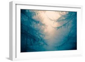 Forest Trees in Fog-Andy Bell-Framed Photographic Print