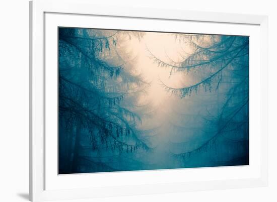 Forest Trees in Fog-Andy Bell-Framed Photographic Print