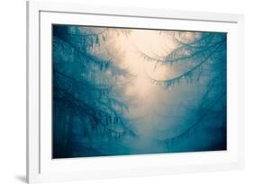 Forest Trees in Fog-Andy Bell-Framed Photographic Print