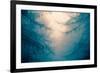 Forest Trees in Fog-Andy Bell-Framed Photographic Print