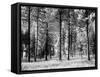 Forest Trees, Montana-Carol Highsmith-Framed Stretched Canvas