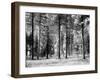Forest Trees, Montana-Carol Highsmith-Framed Photo